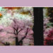 望遠レンズを愉しむ　屏風絵のごとく彩なす櫻かな 満開の桜があまりにも美しくて