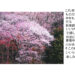 写真を愉しむ さくら・サクラ・桜・櫻 いろんなさくらがある　
