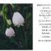 スマホカメラを愉しむ 善福寺川の川沿いの花壇で見つけて小さな白い花 スノードロップ