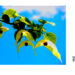 写真を愉しむ 風薫るハンカチの木青い空