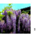 写真を愉しむ　枝垂れ咲く紫の藤その色香