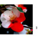 写真を愉しむ 赤と白 なんとも不思議木瓜の花