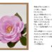 スマホカメラを愉しむ 薔薇の花を君に贈ろう この美しい薔薇の花を