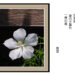 スマホカメラを楽しむ 目に涼し 白芙蓉 夏の夕暮れ 一陣の風