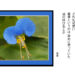 スマホカメラを愉しむ つゆ草 帽子花 あおばな 着草 どれも可愛い