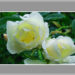 スマホカメラを愉しむ　雨に咲く白いバラ、花には水がよく似合う
