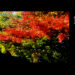 スマホカメラを愉しむ　秋色の光りと色のページェントが美しい