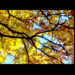 スマホカメラを愉しむ ウーンとつい感嘆の声 秋風情